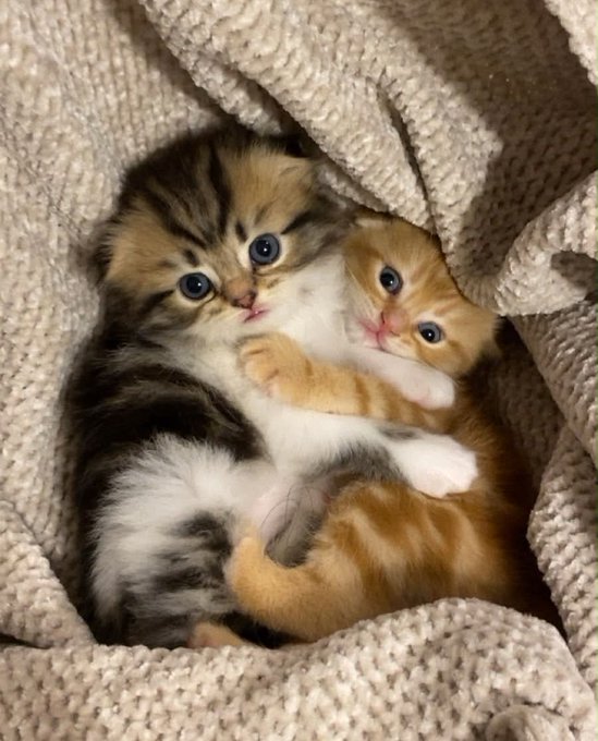 An adorable close-up photograph of two kittens - one calico/tabby and one orange tabby - cuddled together underneath a soft cream-colored knitted blanket, both looking up at the camera.