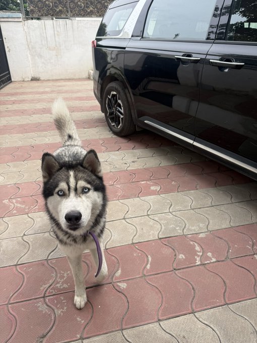 A Siberian Husky dog with striking blue eyes stands on a red brick driveway next to a black SUV, wearing a purple leash.