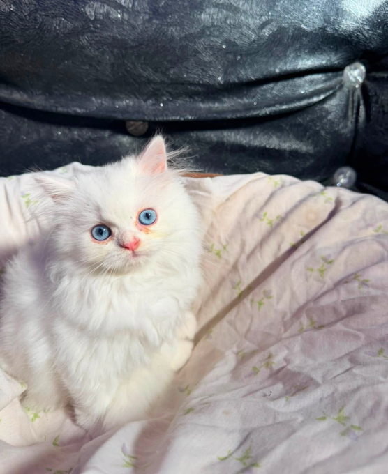 A fluffy white kitten with striking blue eyes sitting on a light purple patterned blanket against a dark leather background.