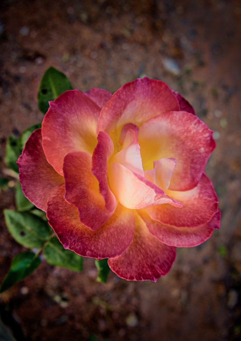 A close-up photograph of a vibrant pink and yellow rose in full bloom against a blurred dark background.