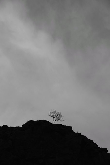 A silhouette of a lone bare tree on a dark rocky ridge against a moody gray cloudy sky.