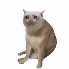A cream-colored cat sits upright against a white background, embodying the "$Cashcat" memecoin featured in the post as a prominent meme on Robinhood Chain. The cat's neutral, slightly smug expression visually represents the coin's playful branding tied to a real backstory.