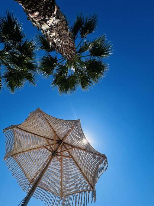 A low-angle photograph looking up at a pine tree branch and a thatched beach umbrella against a clear blue sky with the sun shining through.