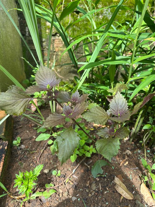 A purple-leafed perilla plant grows in a garden bed surrounded by green grass blades and soil.