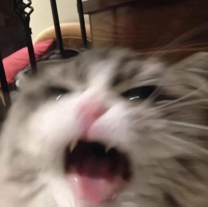 A close-up photo shows a white cat with its mouth wide open, appearing to meow or yawn, with bright reflective eyes.