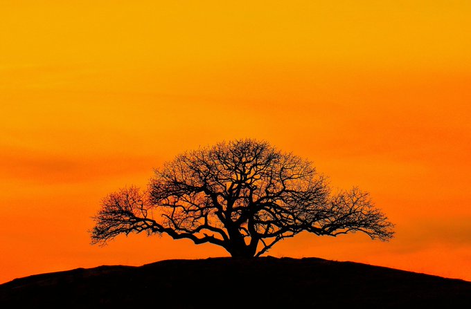 A silhouette of a bare, sprawling tree standing atop a hill against a vivid orange sunset sky.