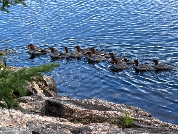 A line of merganser ducks swimming across a blue lake near a rocky shore with pine branches visible on the left.