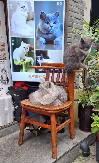 Two fluffy cats perched on a wooden chair outside a shop, with a poster behind them displaying photos of various cats and Chinese text including '漕河街56号'.