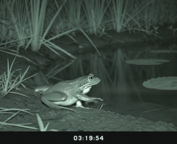A black and white night-vision trail camera image of a frog sitting on a log near water at 03:19:54.
