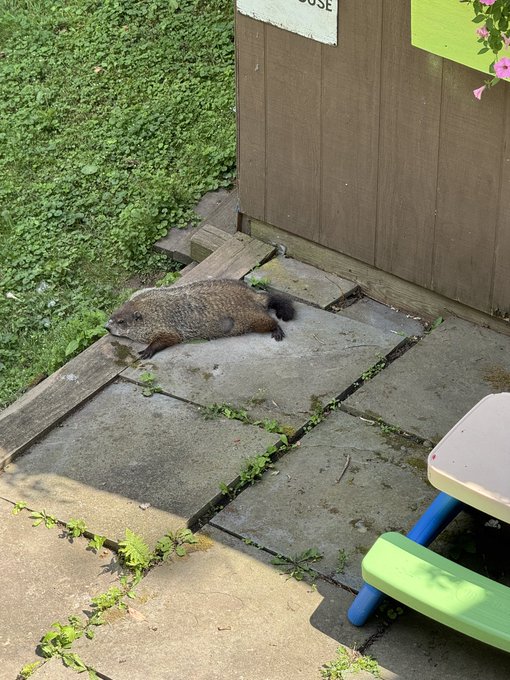 A groundhog lies on its back on a stone patio near grass and a wooden shed door, with a green and blue children's table in the foreground.
