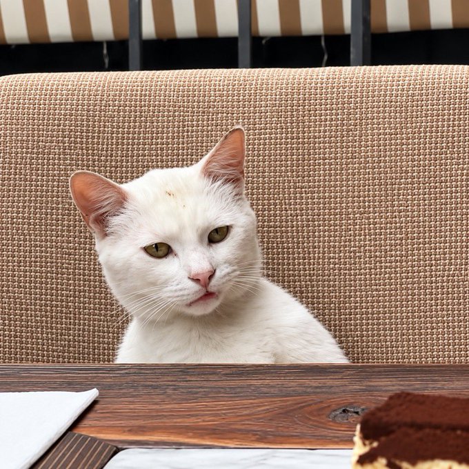 A white cat with yellow eyes sits behind a wooden table, peering forward with a piece of tiramisu cake in the foreground.