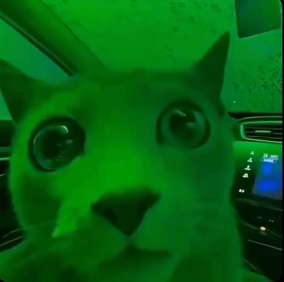 A close-up of a cat's face illuminated by green light inside a car at night, with its eyes wide open.