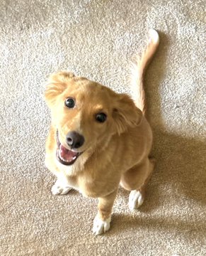 A happy golden retriever mix puppy with its tail up looks up at the camera while sitting on a beige carpet.