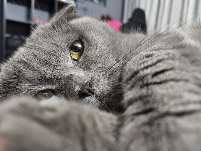 An extreme close-up of a gray cat lying down with its yellow eyes half-open, appearing sleepy and relaxed in an indoor setting.