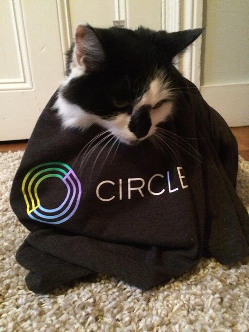 A black and white cat sleeps curled up inside a black sweatshirt with a colorful rainbow 'CIRCLE' logo on a beige carpet.