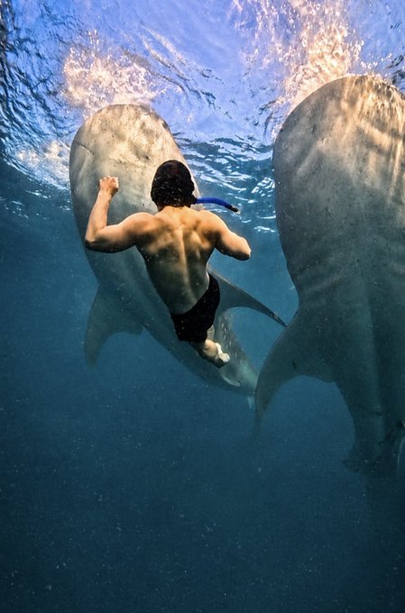 An underwater photograph showing a snorkeler swimming between two large marine mammals, likely whales, in deep blue ocean water.