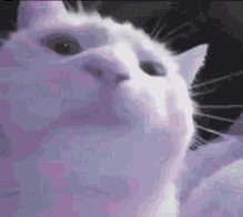 The image features a white cat with pink eyes looking up at something or someone above its head. The cat appears to be staring upwards, possibly observing an object or person that has captured its attention.