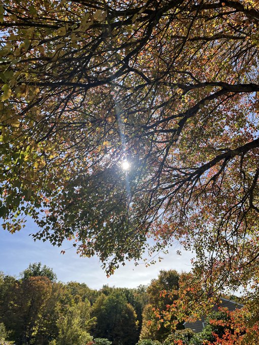 A view looking up at tree branches with green and reddish autumn leaves, with the sun shining brightly through the canopy against a blue sky.