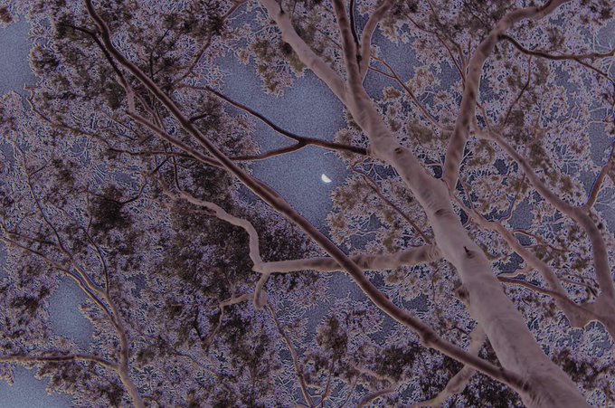 A night sky view looking up through the snow-covered branches of trees, with a crescent moon visible in the distance.