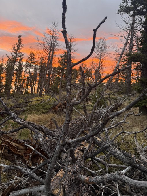 A sunset view through a tangle of bare, twisted branches in a forest setting with orange and pink clouds in the sky.