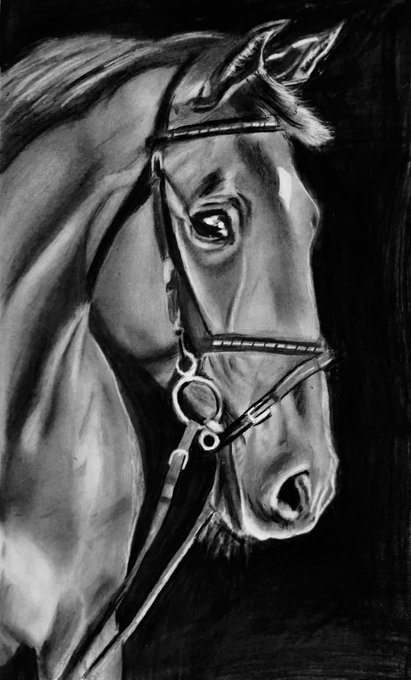 A black and white charcoal or pencil drawing of a horse's head in profile, showing detailed shading and a bridle, set against a dark background.