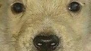 A close-up photograph of a light-colored dog's face, focusing on its eyes and black nose.