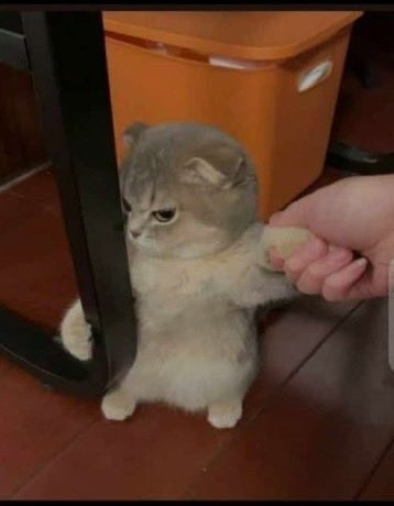 A grumpy-looking kitten stands on its hind legs while a hand holds its paw as if shaking hands, set against a terracotta tile floor and an orange storage bin.

The image contrasts sharply with the post's bearish crypto commentary, illustrating the "capitulation" mood—the kitten's reluctant, almost resigned expression while "shaking hands" symbolizes the uneasy acceptance of Bitcoin ($BTC) losing the $81.5k level and Ethereum ($ETH) sliding toward $2,350 following yesterday's 3.7% headline CPI print.