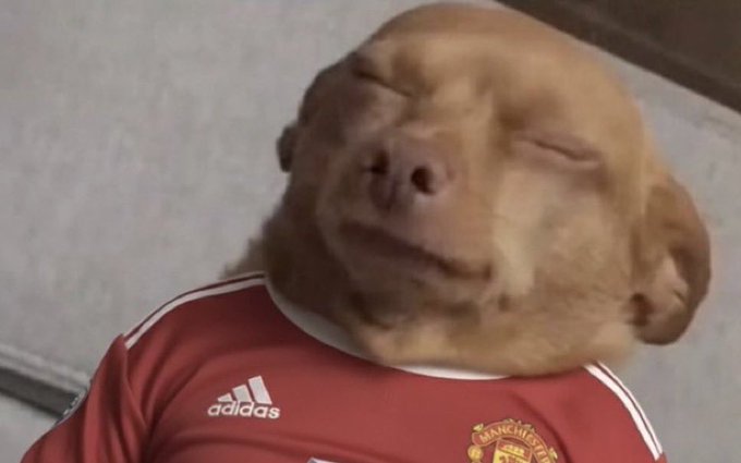 A close-up photo of a small monkey wearing a red Manchester United Adidas jersey with its eyes closed.