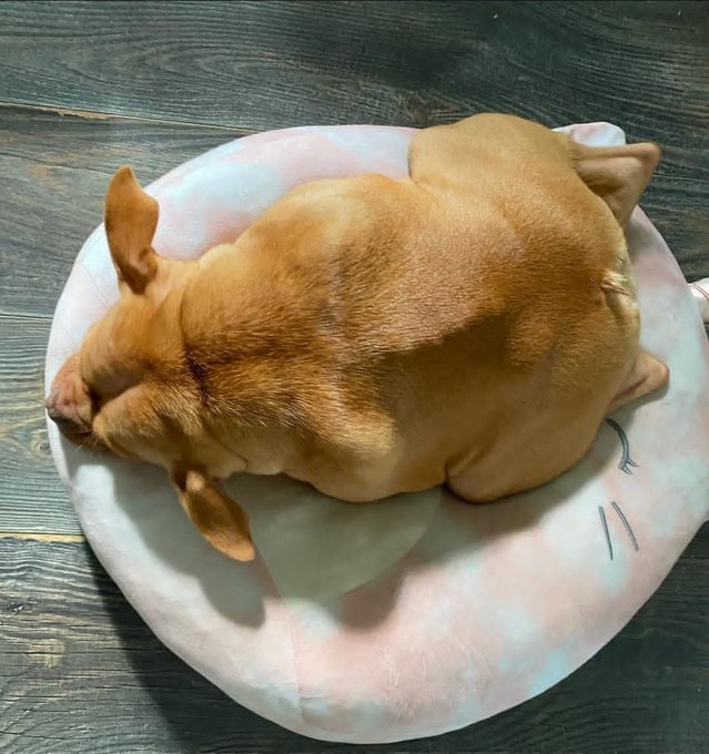A small brown dog is fast asleep, curled up on a pink cat-shaped cushion on a wooden floor.
