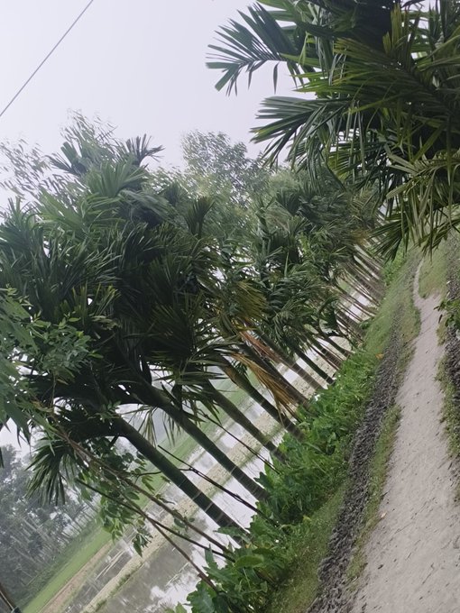 A view of palm trees lining a path beside rice paddies, captured from a tilted angle.