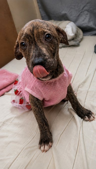 An adorable brindle puppy with its tongue sticking out, wearing a pink strawberry-patterned dress while sitting on a bed.