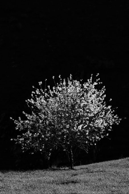 A black and white photograph of a blossoming tree standing alone in a grassy field against a pitch-black background.