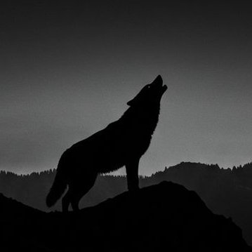 A black silhouette of a wolf howling while standing on a rocky hill against a dark gray sky.
