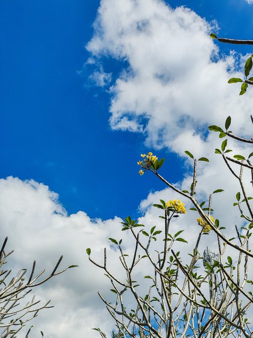 A bright photograph of a vibrant blue sky filled with white cumulus clouds, with green leafy branches and small yellow flowers visible in the foreground.