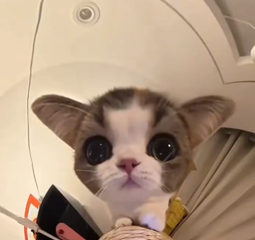 A wide-eyed gray and white kitten peeks up from what appears to be the footwell of an airplane seat, likely nestled in a carrier. The image perfectly illustrates the post's thesis—proof that cat content commands attention through pure cuteness alone, requiring no "complicated tech or deep narrative" beyond an adorable face.