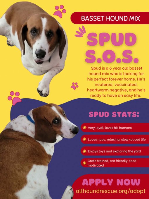 An adoption flyer for Spud, a 6-year-old Basset Hound mix, features photos of the brown and white dog against a yellow and purple background. The flyer lists Spud's positive traits—including being loyal, crate-trained, cat-friendly, and food-motivated—and directs viewers to apply at allhoundrescue.org/adopt, supporting the post's call for Spud to find his forever home.