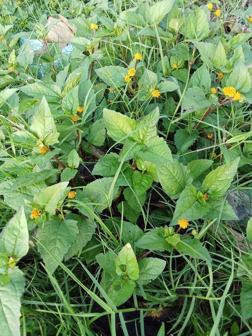 A patch of green leafy plants interspersed with small yellow flowers growing among grass and some scattered debris.