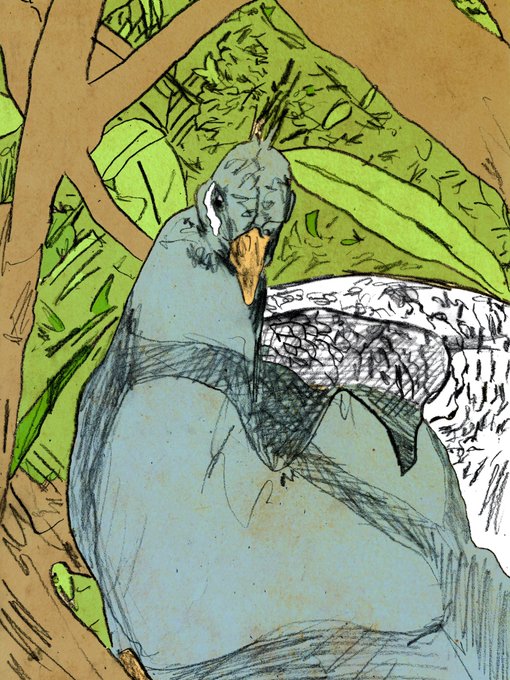 The image features a drawing of a peacock, which appears to be a cartoon or illustration style. The peacock is depicted sitting on a branch surrounded by leaves, giving the impression that it's resting or sleeping. The drawing is part of an open edition series and has been shared on social media platforms like Twitter and Instagram.
