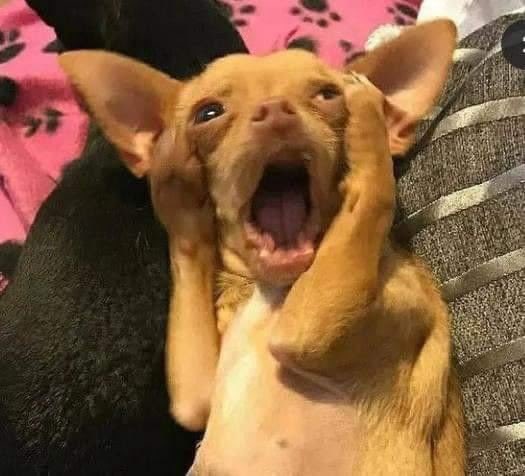 A close-up photo of an adorable tan and white puppy yawning widely while lying on a pink paw-print blanket.