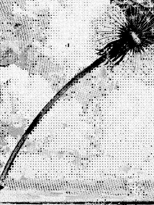 This highly contrasted, halftone-style black-and-white image depicts a dandelion seed head with its stem curving diagonally from the upper right toward the lower left. The dotted, grainy texture and dramatic stem shadow create an artistic rendering that visually corresponds to the "Partner Artist" credit — a Swiss architect and illustrator — featured in the Epoch #19 announcement for proof-of-culture.com.