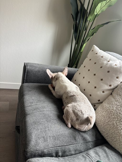 A small white and grey dog with large ears lies on a grey couch next to a patterned pillow and a houseplant.