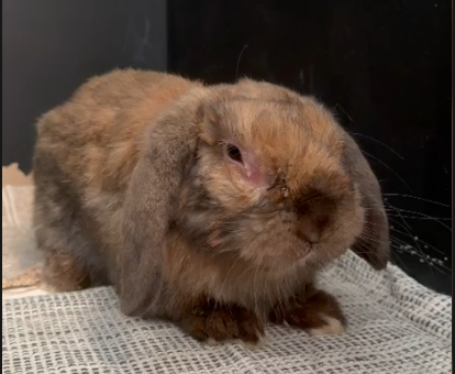 A brown lop-eared rabbit sits on a textured white surface, sniffing near its face against a black background.