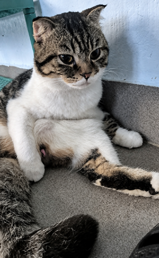 A tabby and white cat lying on its back on a concrete surface with legs splayed, looking up at the camera with a relaxed expression.