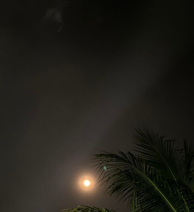A glowing moon shines through the night sky, framed by the silhouettes of palm fronds. The peaceful nighttime scene captures the serene "goodnight" sentiment of the post, evoking a calm close to the day before welcoming tomorrow's opportunities.