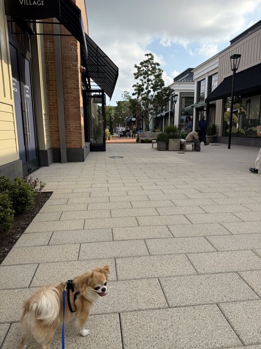 A small fluffy tan and white dog on a blue leash standing on a paved walkway in an outdoor shopping village, with storefronts and benches visible.