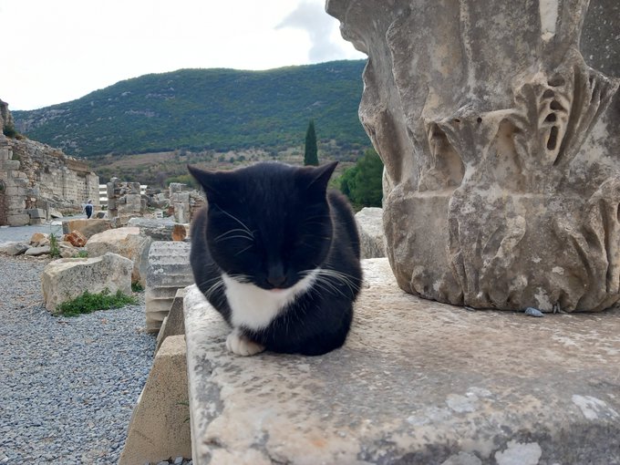 A tuxedo cat perches on a weathered stone ledge among ancient ruins, with a mountainous landscape stretching in the background, embodying the adventurous "Boba Cat" mascot on day 1299 of its journey.