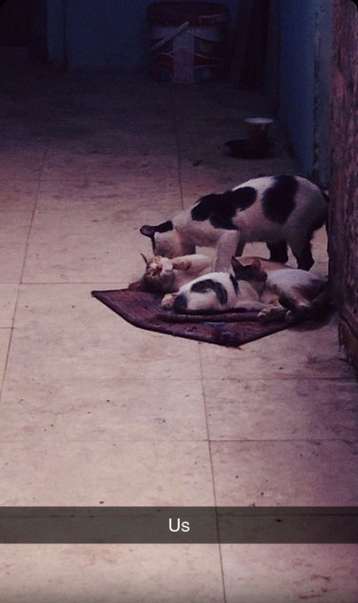 A dimly lit photo of several dogs sleeping together on a mat on a tiled floor, labeled with the caption 'Us'.