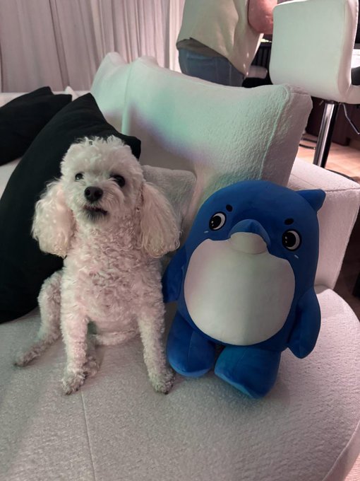 A fluffy white dog sits on a light-colored couch next to a blue BingX (Bingo) plush mascot, with a person standing in the background. The image playfully shows the pet bonding with the brand's mascot character referenced in the post.