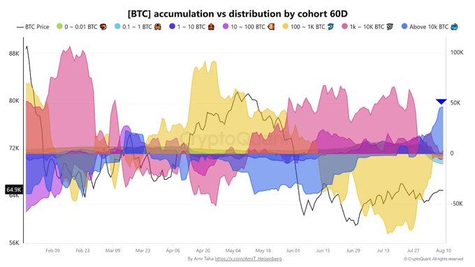 A 60-day Bitcoin accumulation vs. distribution chart by cohort shows BTC price (around $64.9K) alongside stacked net buying/selling activity across wallet-size groups, where the "Above 10K BTC" whale cohort dominates recent accumulation near 50K BTC on August 10, visually supporting the post's claim of record whale buying ahead of US CPI/PPI data.