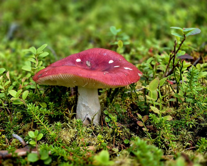 A striking mushroom featuring a crimson cap with white spots and a pale stem rises from a bed of lush green moss and foliage. The vibrant red tones evoke the natural beauty often captured in Tezos blockchain art collections.